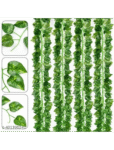 Money Plant