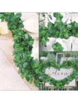 Money Plant