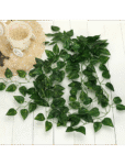 Money Plant