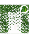 Money Plant