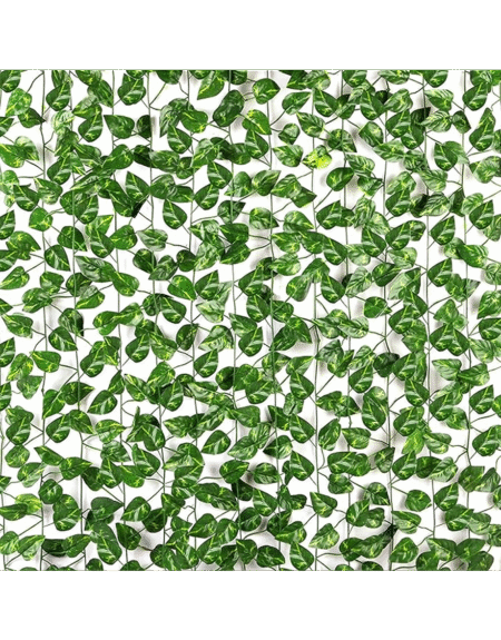 Money Plant
