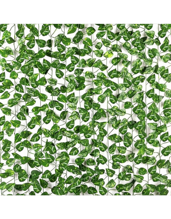 Money Plant