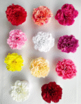 Carnation